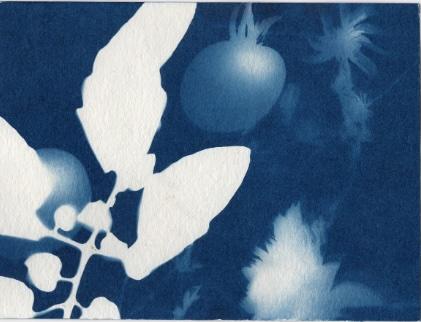 cyanotype print of plants. 