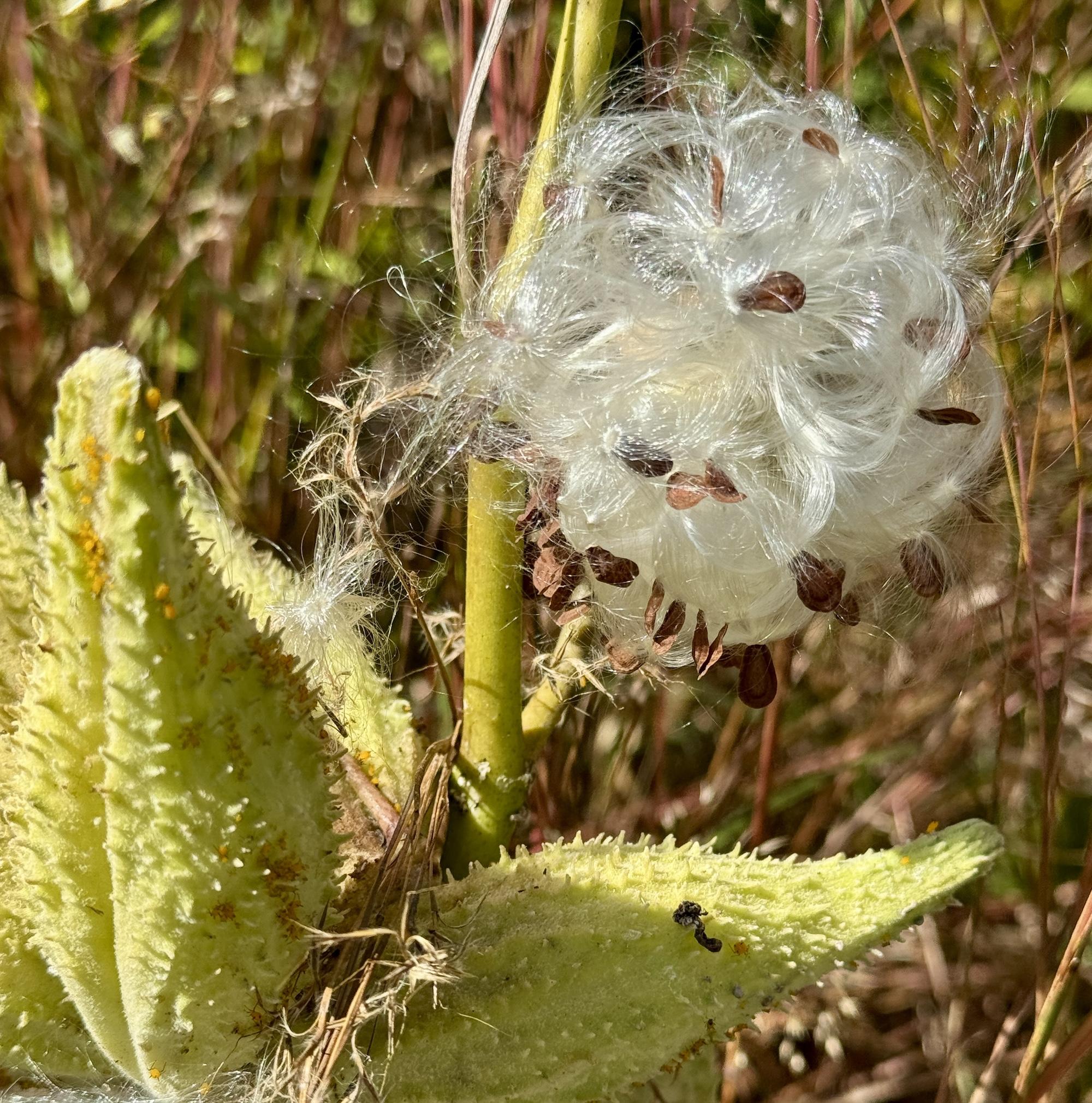 Plan your garden for seed saving