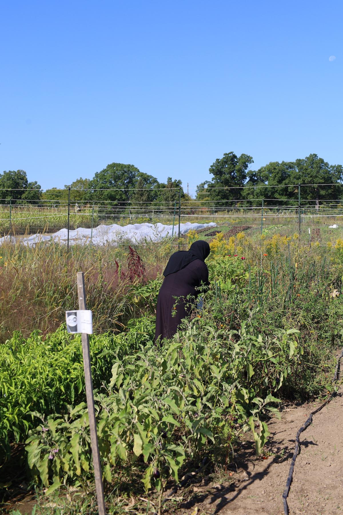person bending down to work in garden