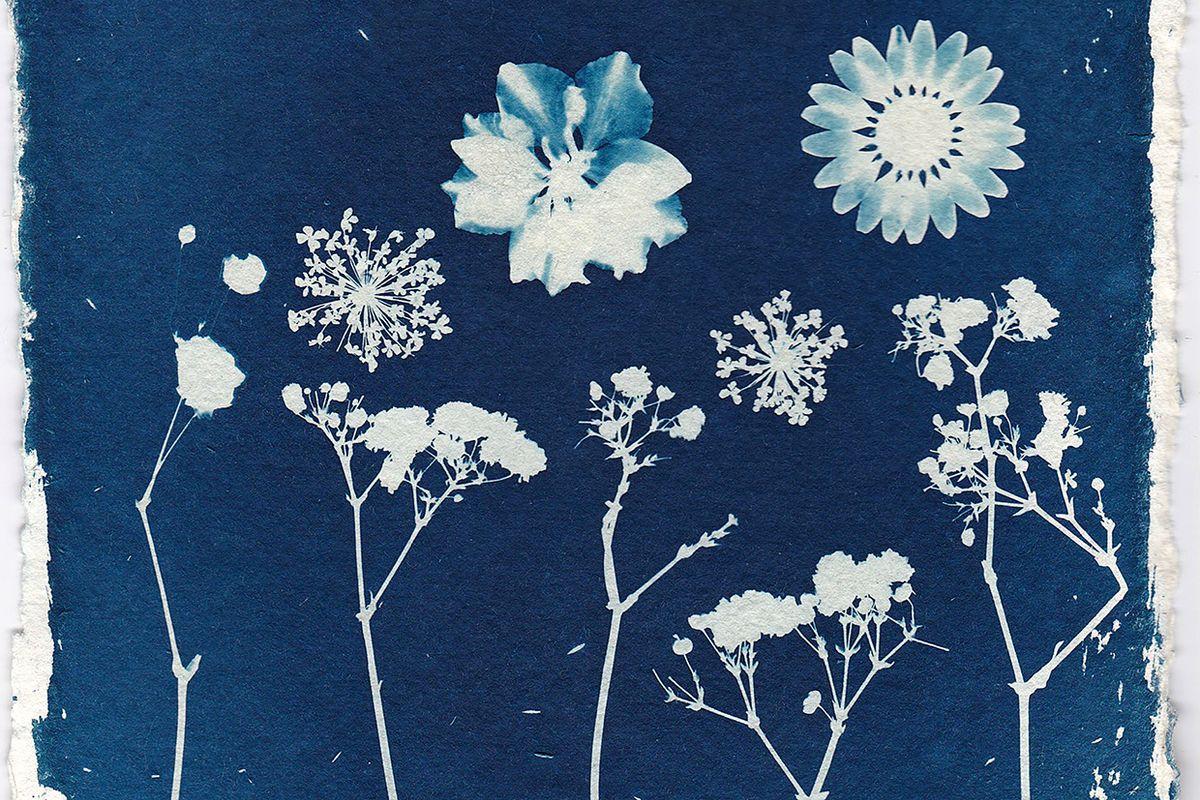 The white outline of flowers on blue paper that resulted from cyanotype printing