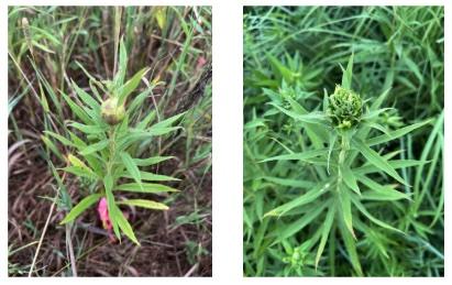  Two goldenrod plants. On the left, a goldenrod “nods” its stem to prevent infection from a gall-forming midge. On the right, another plant individual stays erect. 