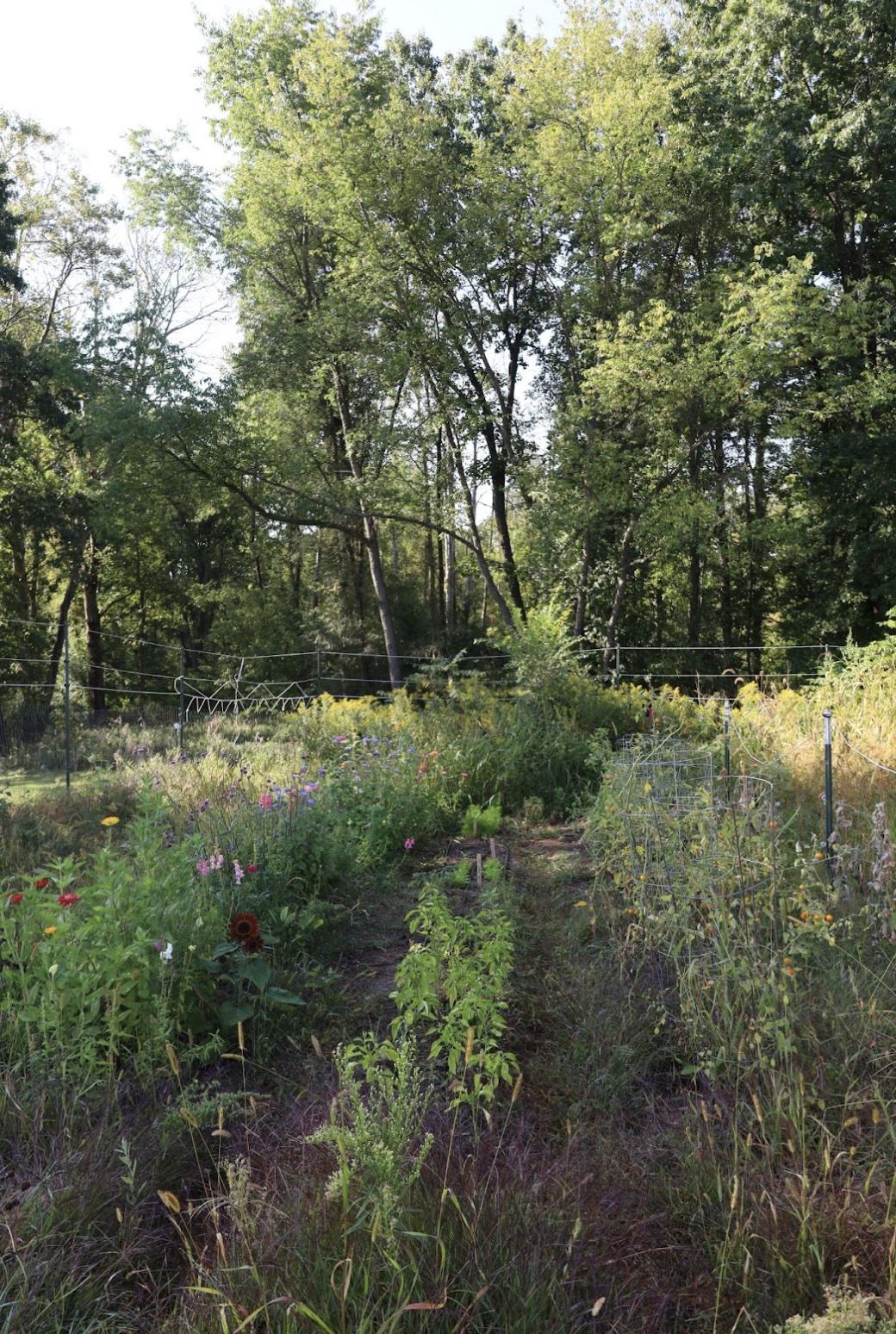 a garden plot