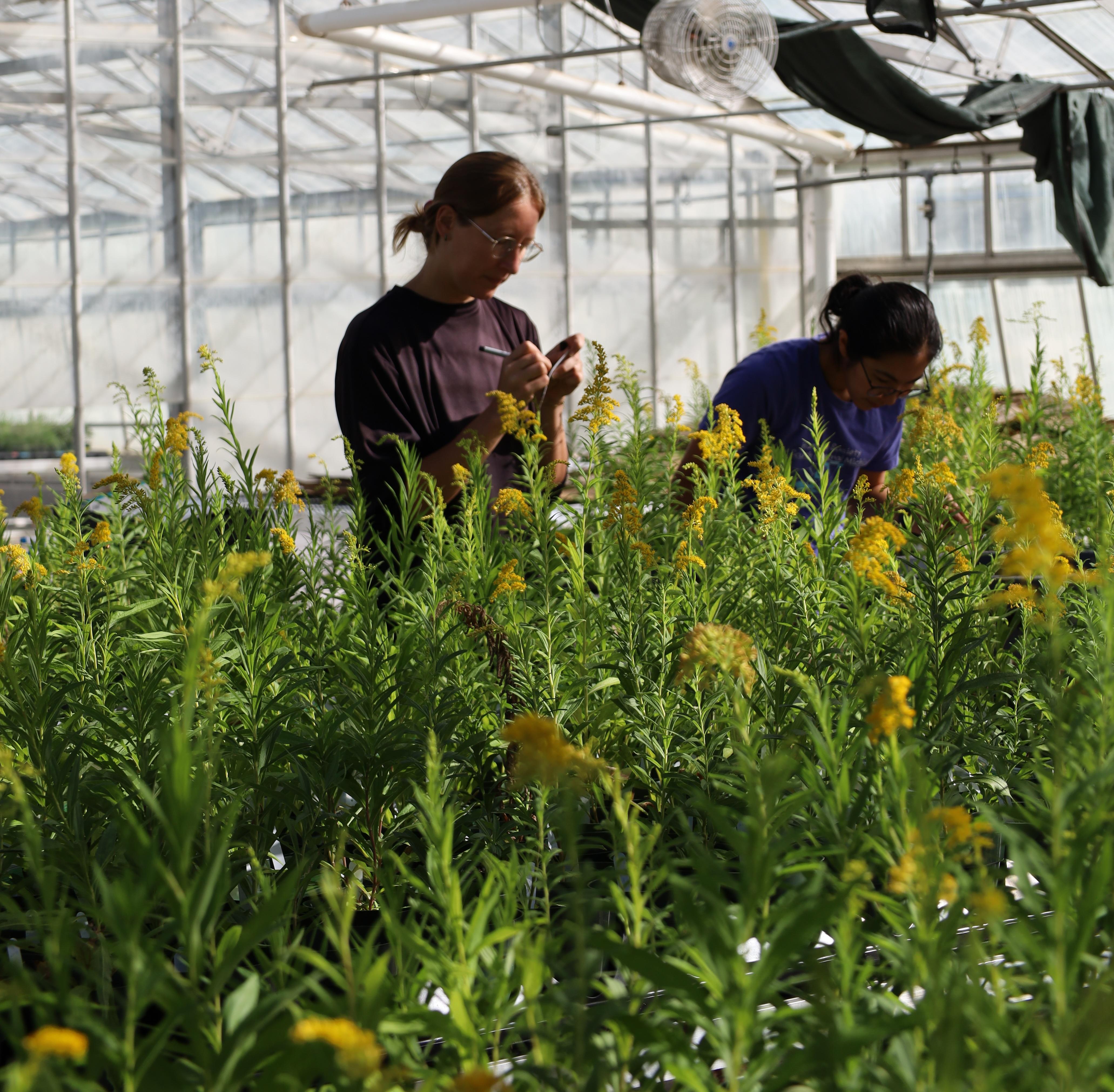 https://mbgna.umich.edu/sites/default/files/styles/display_image_large/public/2025-10/greenhouse%20goldenrod.jpg?itok=Y4tstze3