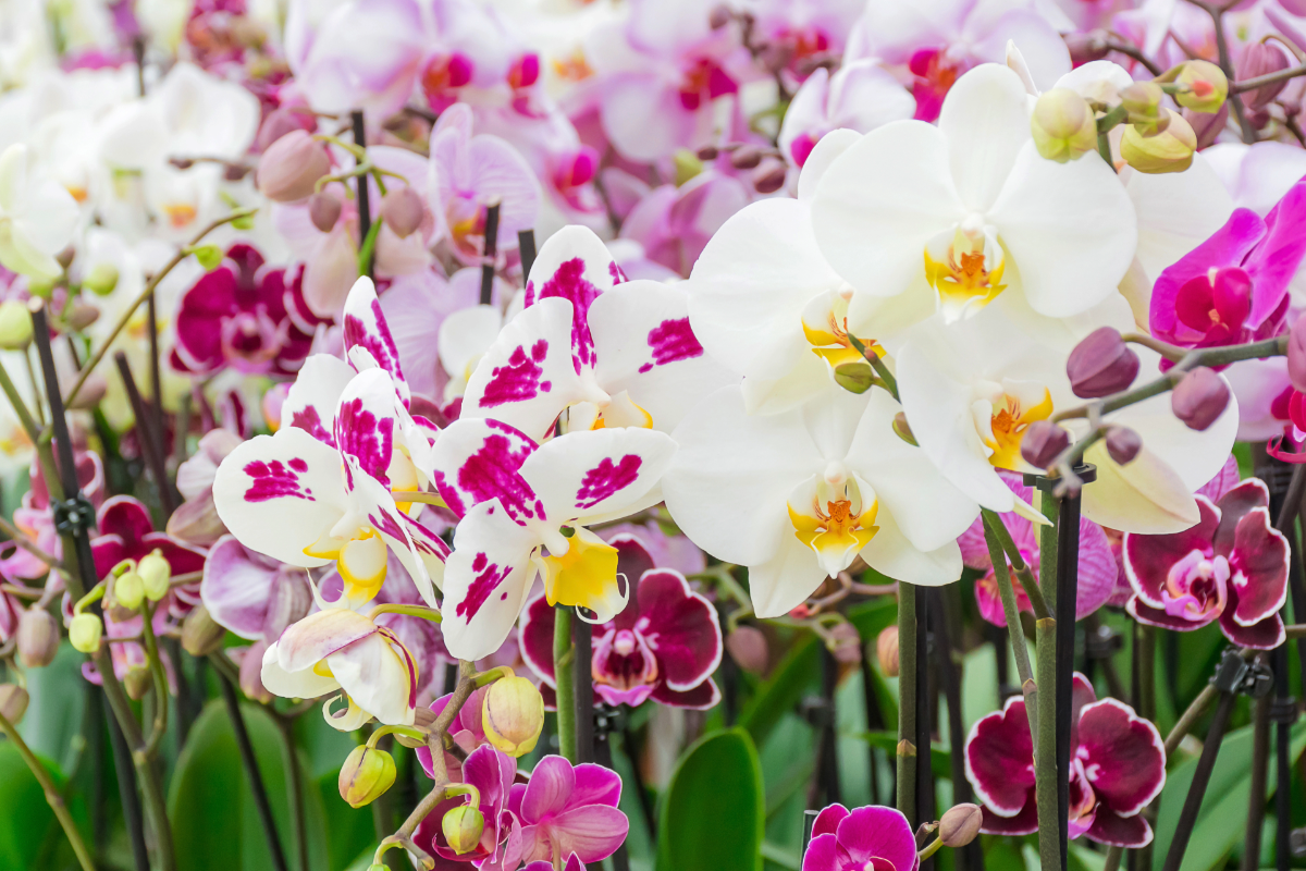 a mass of blooming orchids in whites and pinks