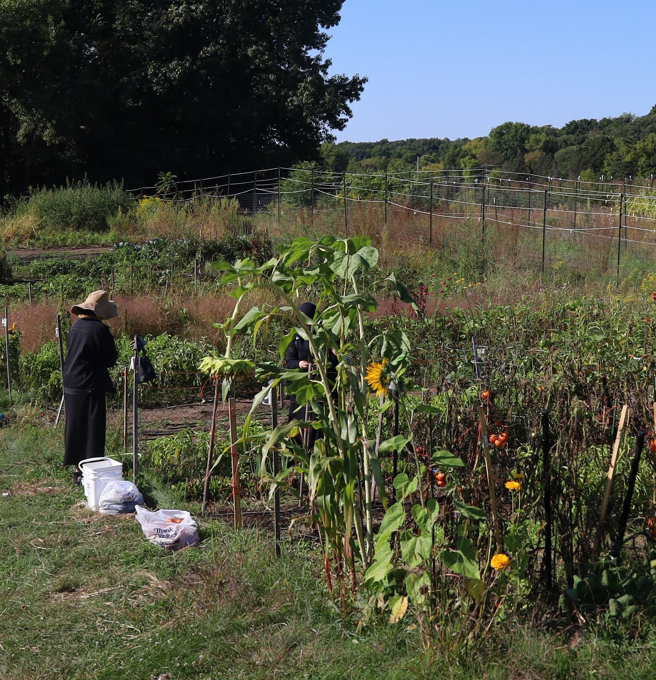 a person stands on th e edge of a garden plot