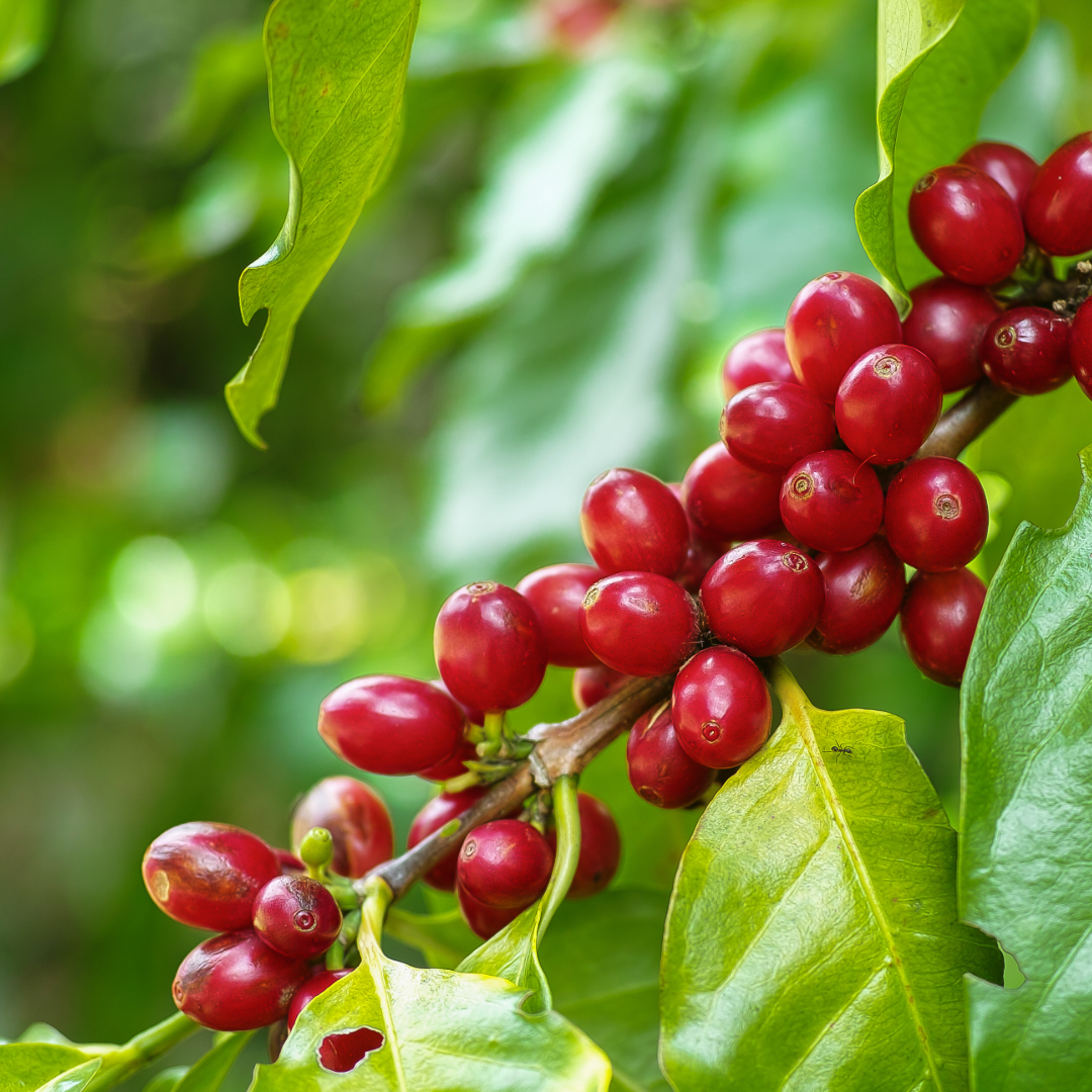 Coffee tree red berry clusters growing on tree
