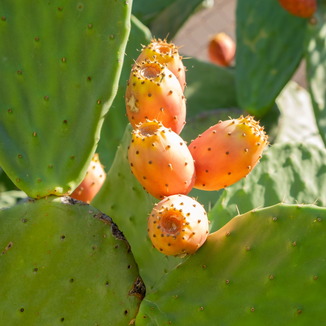 Prickly Pear Cactus orange fruit no green cactus