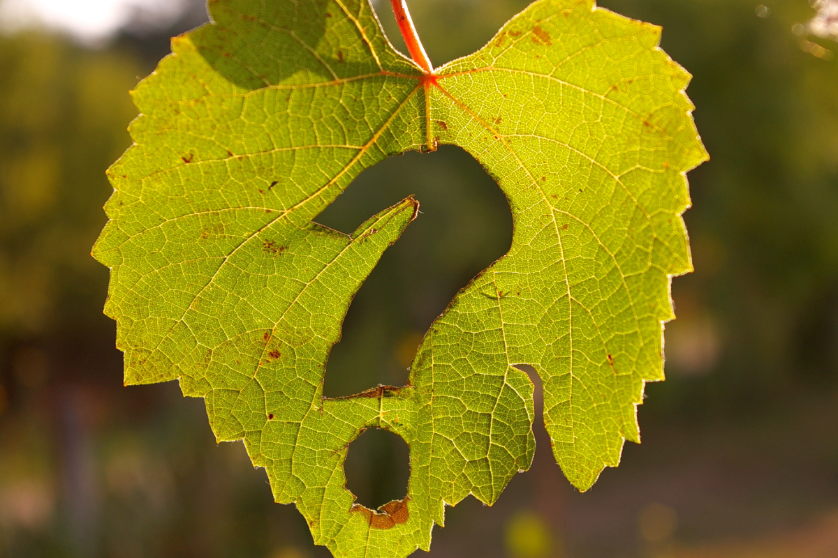 leaf with question mark on it