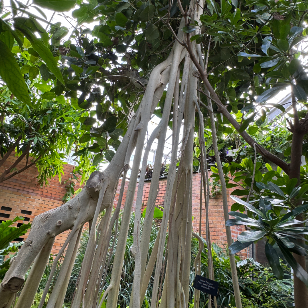 banyan tree growing in conservatory