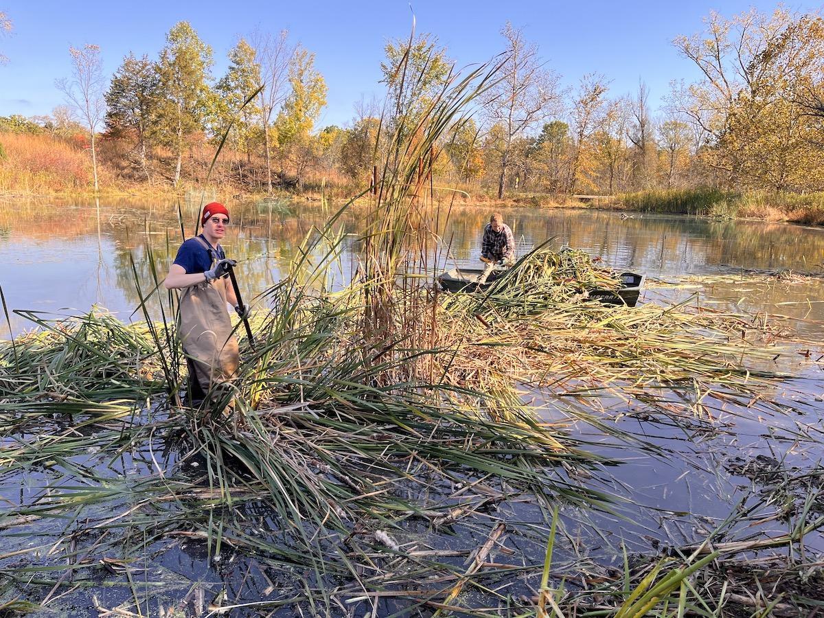 Natural Area Technicians in Willow Pond, near the end of manual clearing, 2025. 