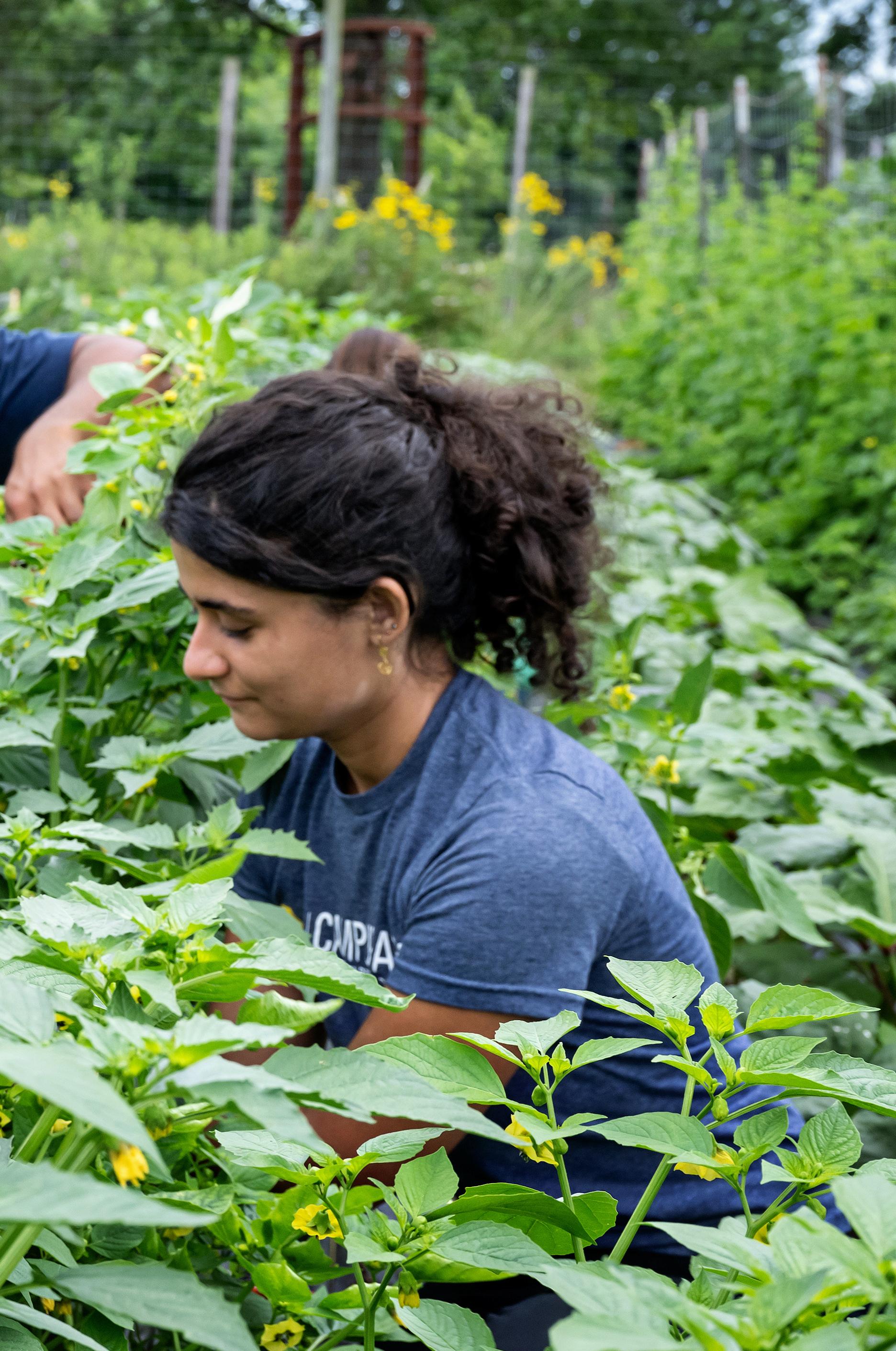 Yumna Dagher working at Campus Farm