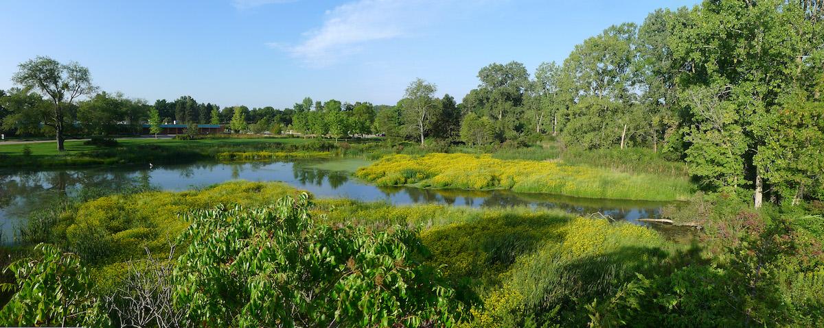willow pond in the summer