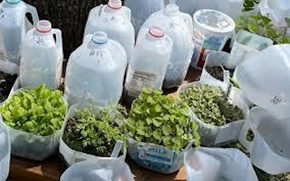 Cut milk Jugs with seedlings growing in them