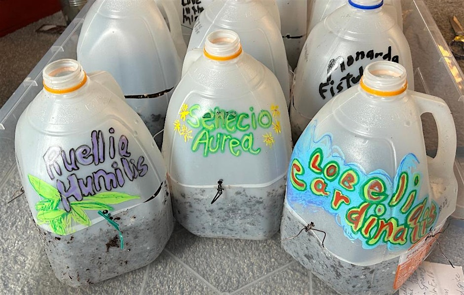 milk jugs being used as mini greenhouses