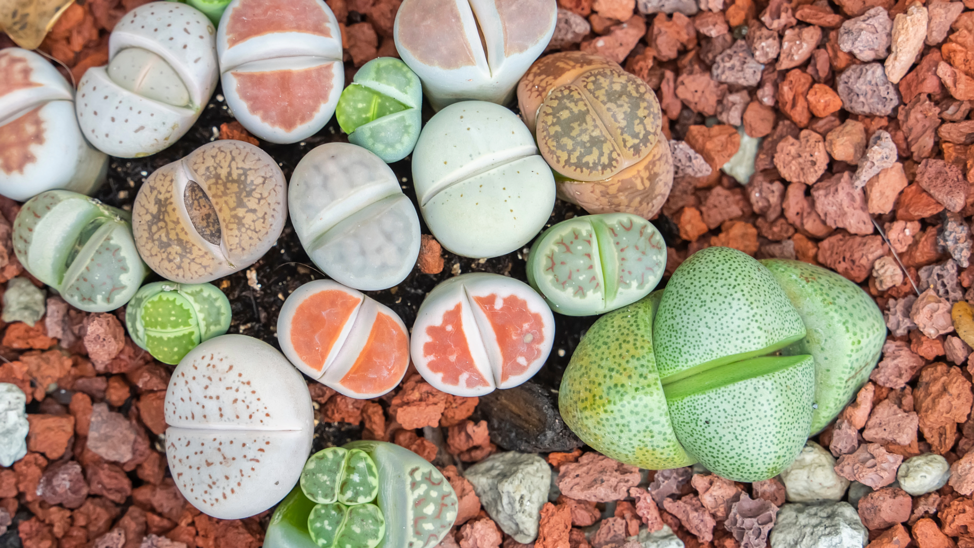 lithops in orange gravel
