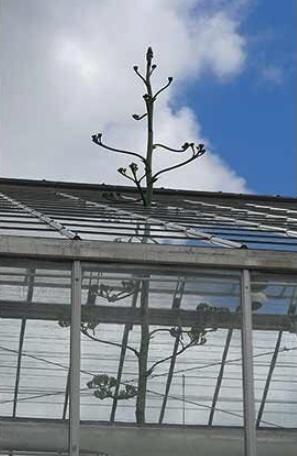 Agave plant towering past the top of the greenhouse roof