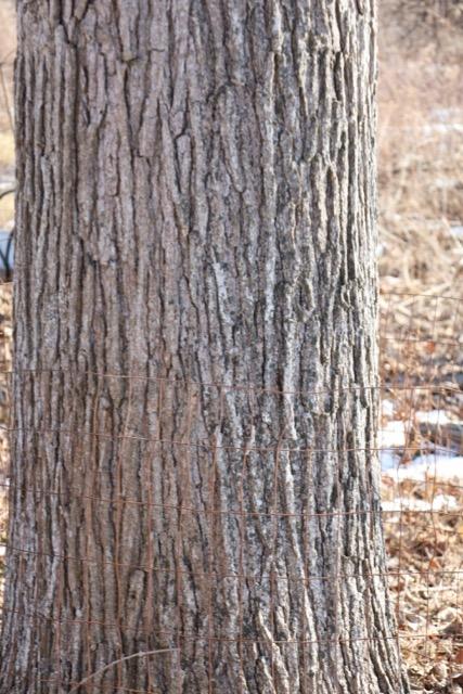 A Large Oak Tree at Matthaei with wire wrapping around the base to deter beaver.