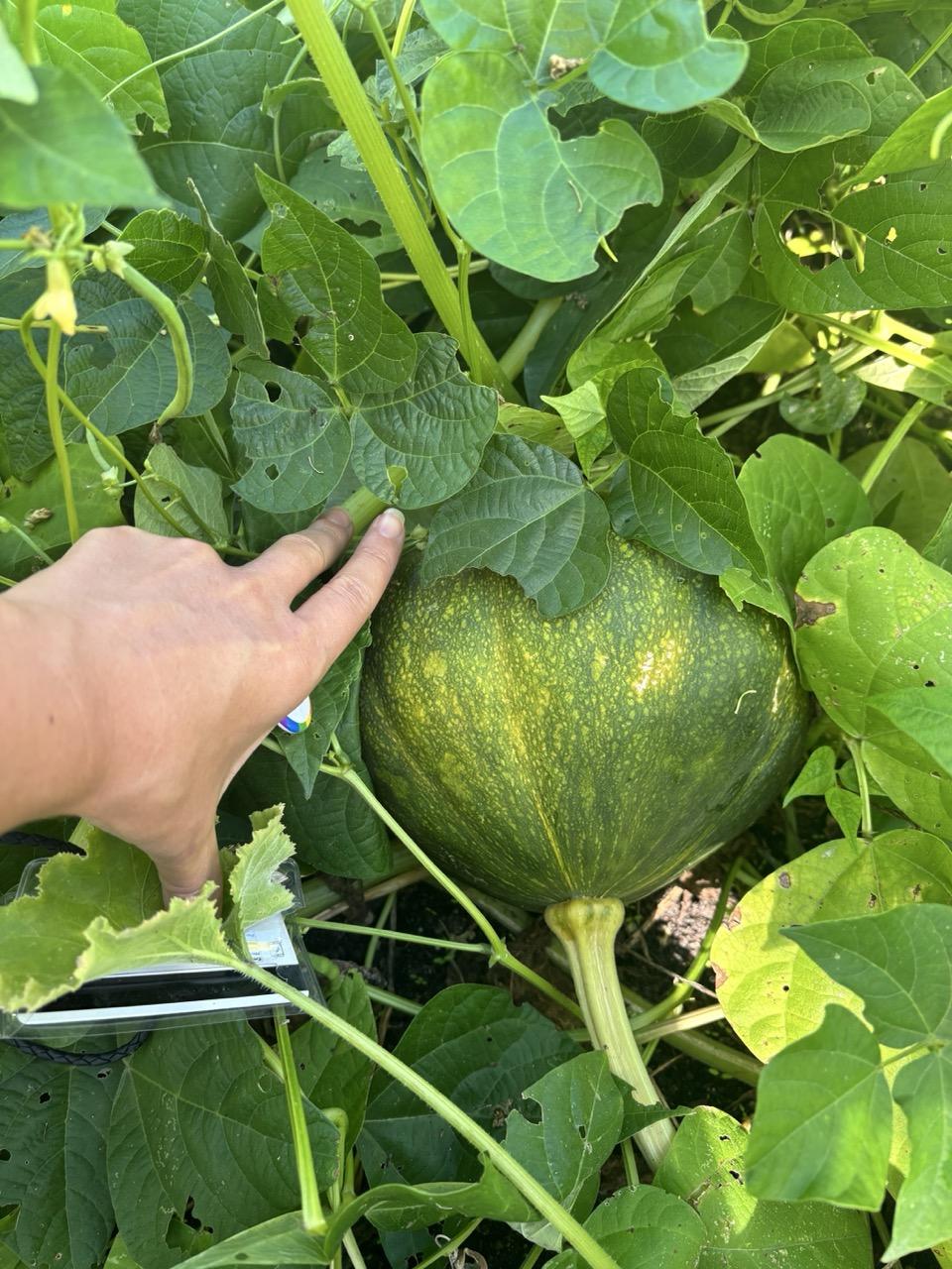 hand pointing to a squash growing in the Indigenous Collaborative Garden