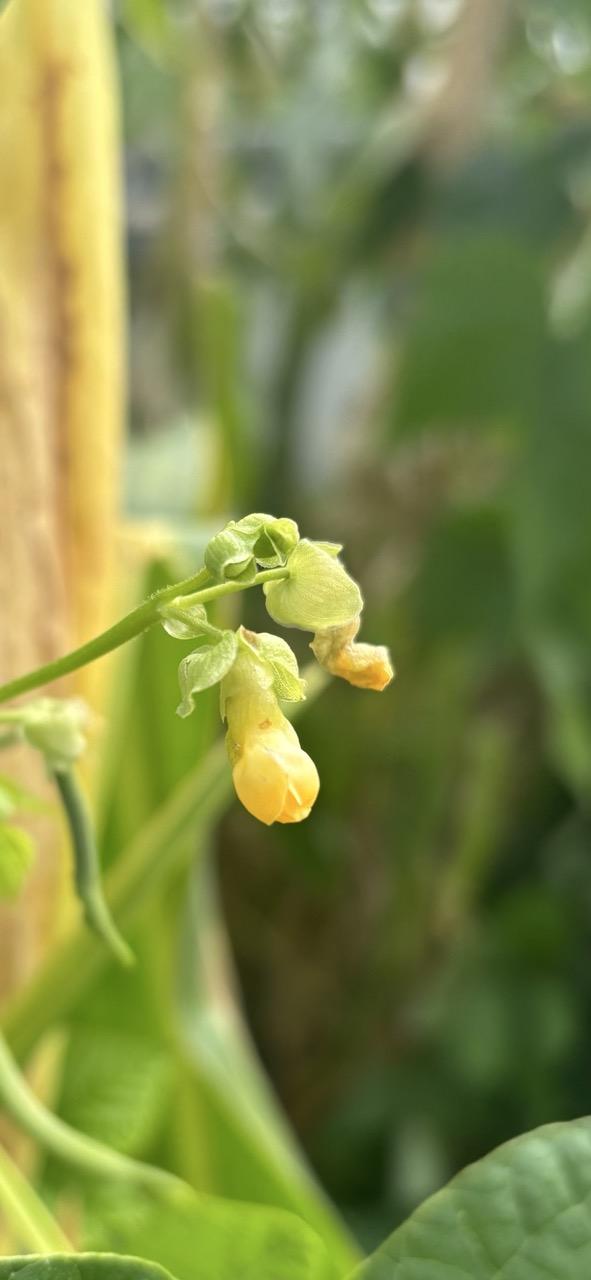 Yellow vegetable plant with a small yellow flower blooming in the Indigenous Collaborative Garden