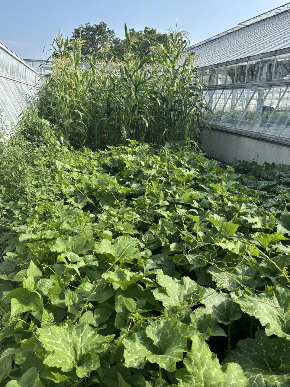 Indigenous Collaborative Garden at Matthaei Botanical Gardens,with full lush plants growing