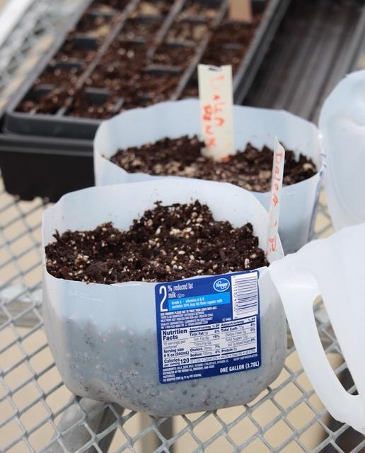 Milk jugs with dirt to be used a a mini greenhouse