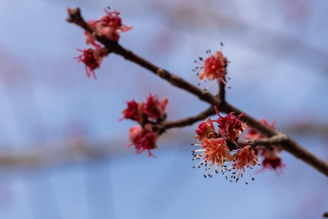 Fuzzy red buds on a tree branch against a blue sky