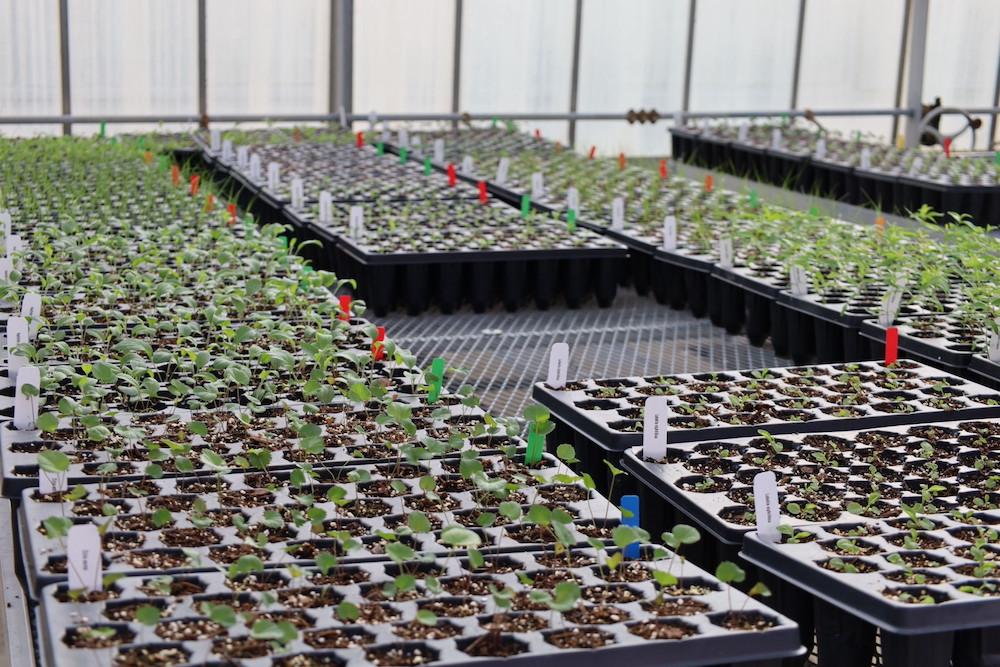 trays of small seedlings on a bench in greenhouse