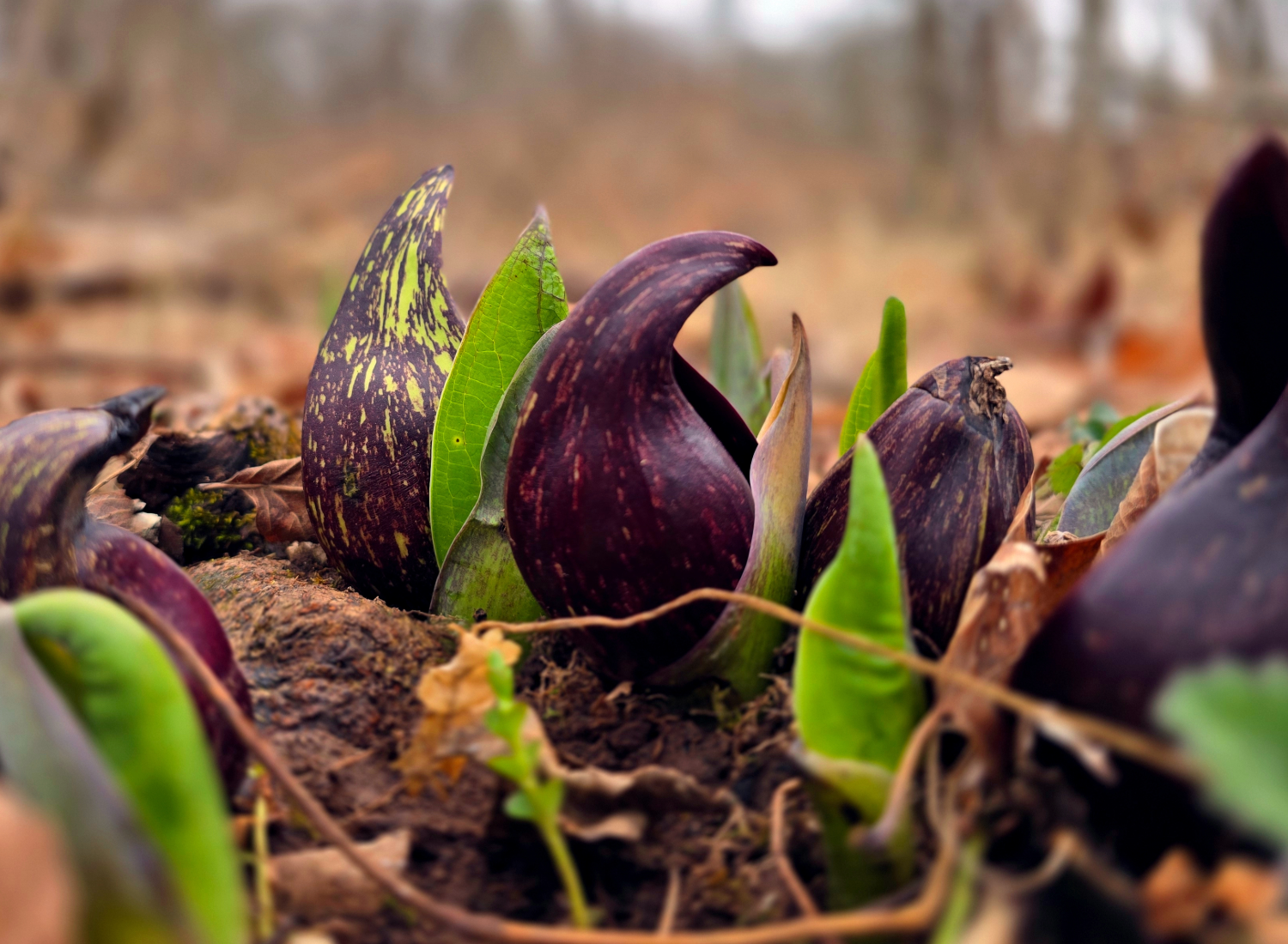 skunk cabbage emerging against a early spring backdrop of browns