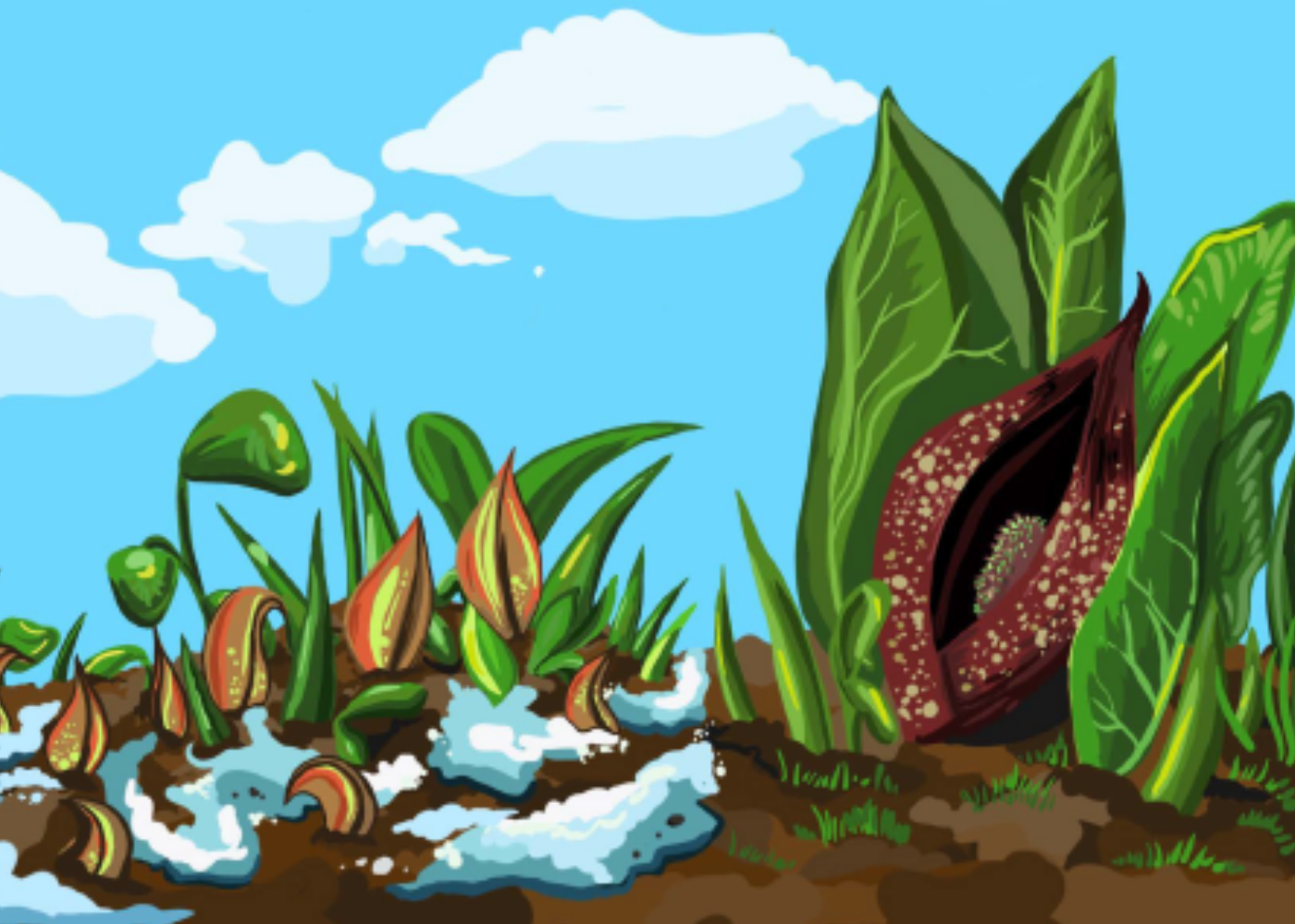 illustrated skunk cabbage