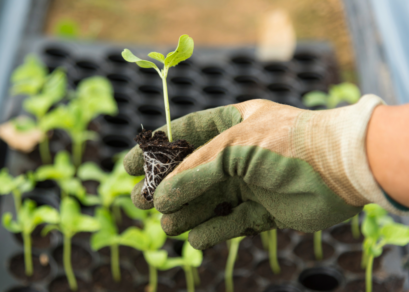 a loved hand holding a small seedling over a tray of others