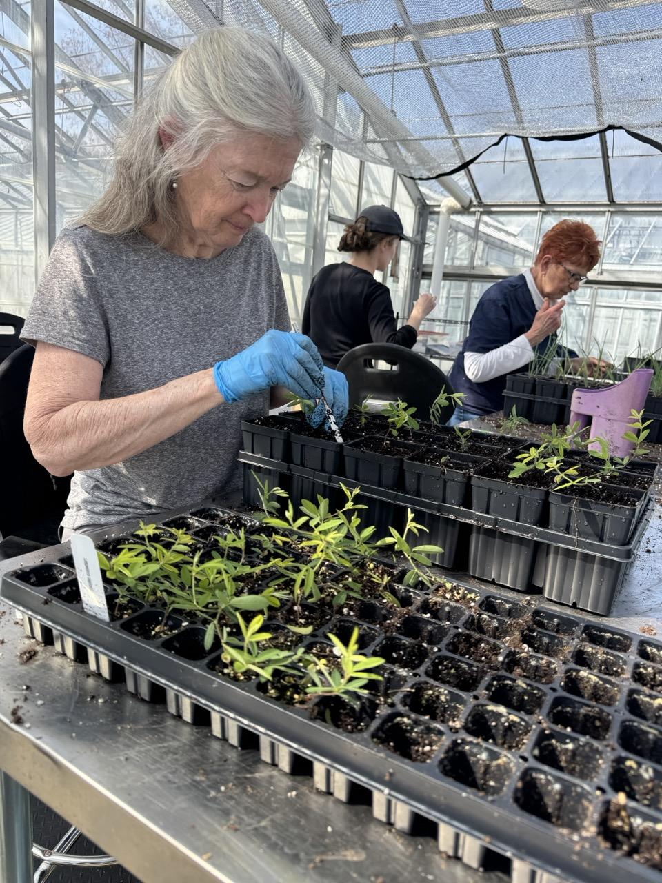 Volunteer Denise workin with plant seedlings in the greenhouse
