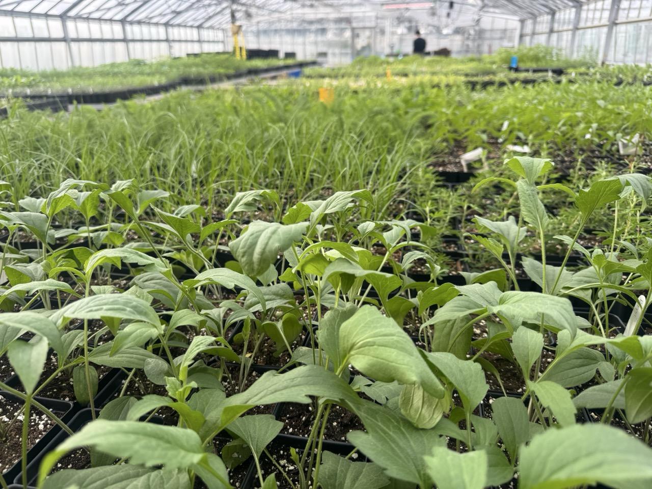 greenhouse filled with Native Plant seedlings