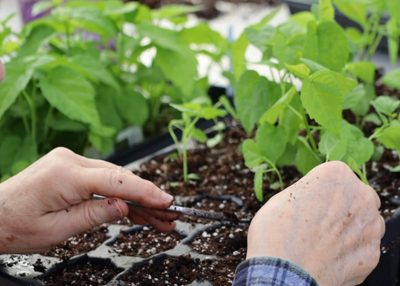 hands repotting native plant seedlings