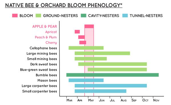 Xerces bloom time graph