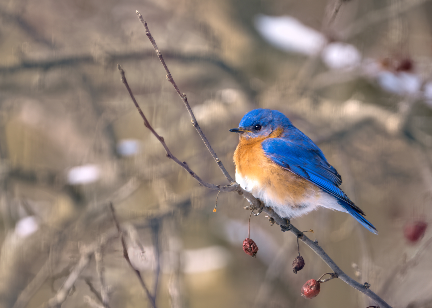 A bluebird with orange belly on a bare tree branch