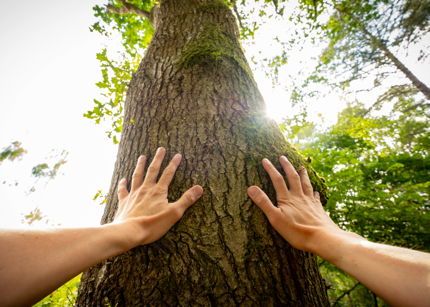 hands on a tree trunk looking upward