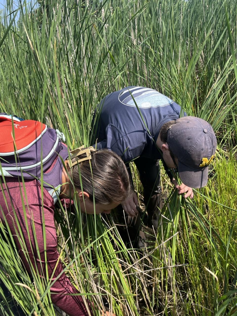 Two people bend down to remove invasive plants