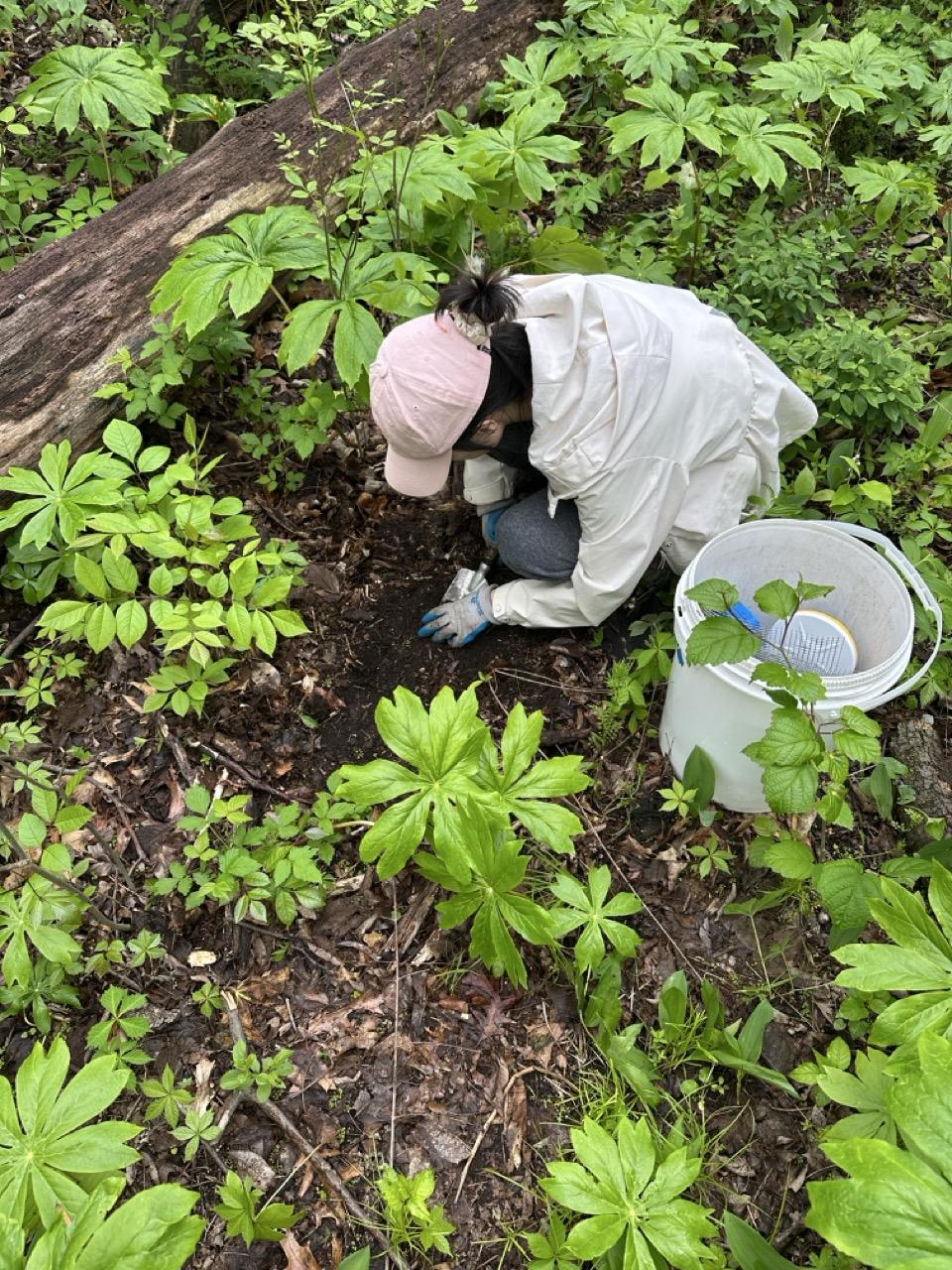 person kneeling amongst plants