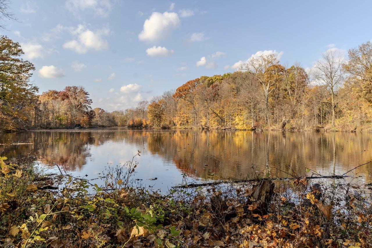 Large pond surrounded by trees