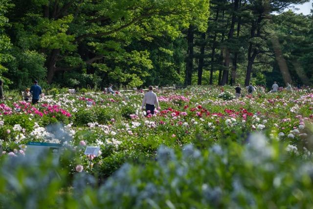 peony garden with people in it
