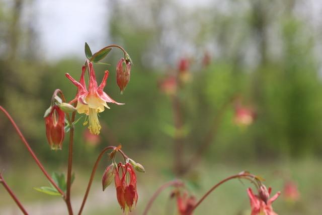 Orange wild colombine flower