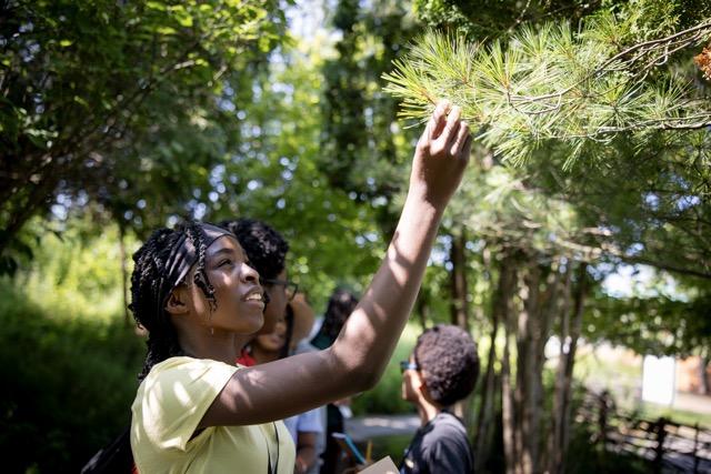 teen looks up at a pine tree and touches branch