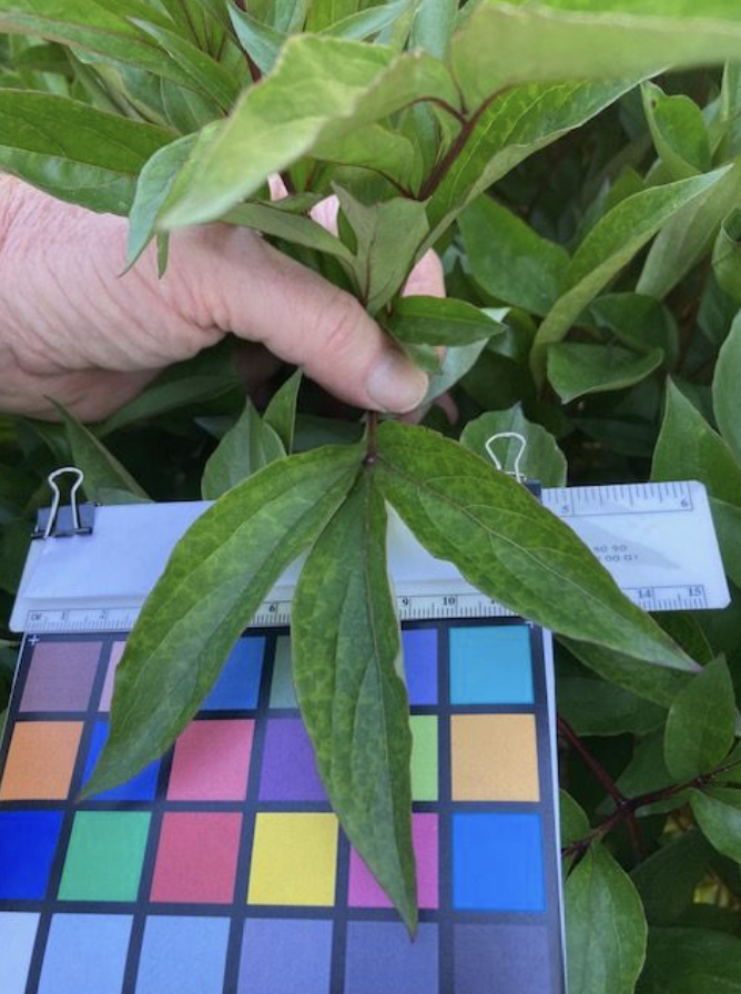 color swatch near leaf
