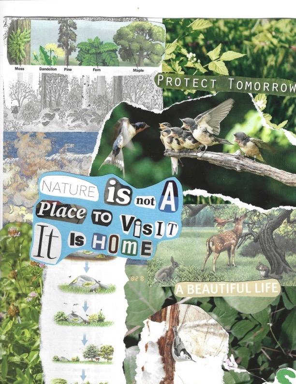 collage of nature items created from magazines