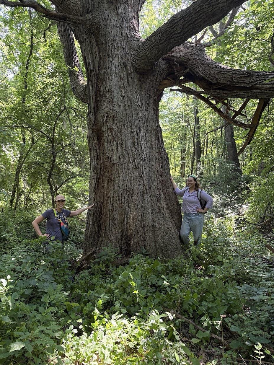 two students by large oak tree