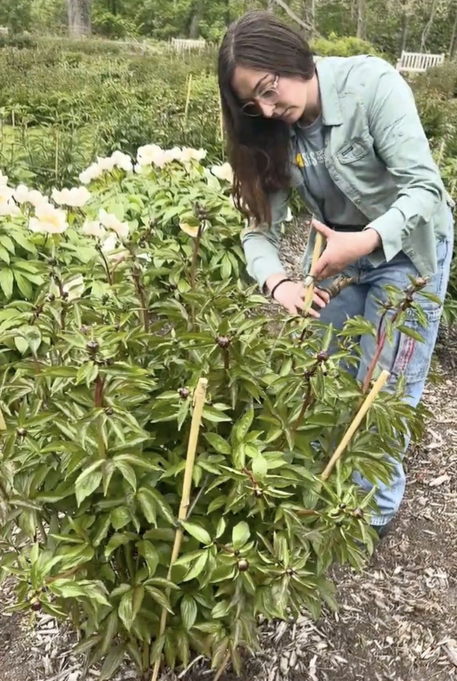 person staking peonies with twine and stakes