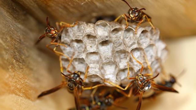 wasp nest with several wasps on it