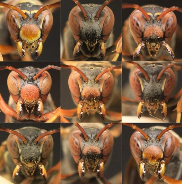 A grid of nine distinct wasp faces