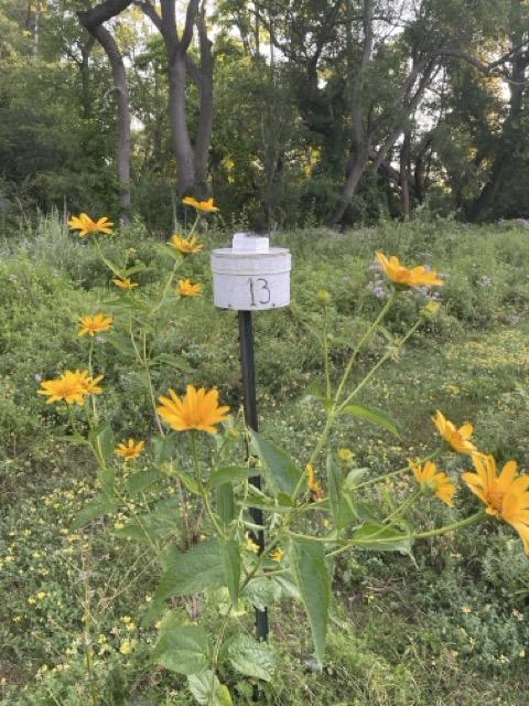wasp home among flowers