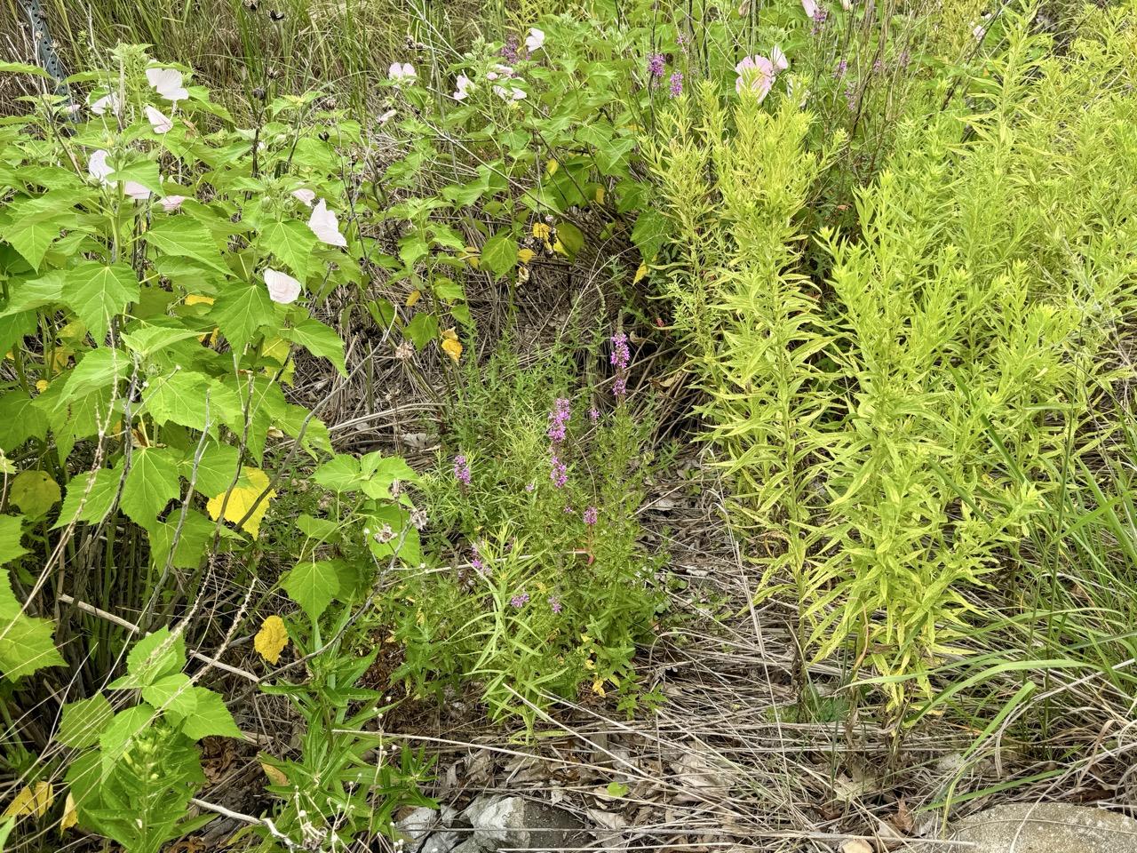 rain garden by parking lot at Matthaei